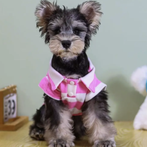 classic-striped-preppy-dog-polo-shirt